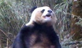 在线观看自慰,揭秘在线观看自慰的隐秘世界